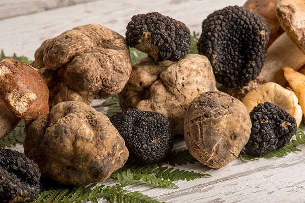 6 DICEMBRE 2023 SERATA TARTUFO IL GUSTO DELLA VITA 